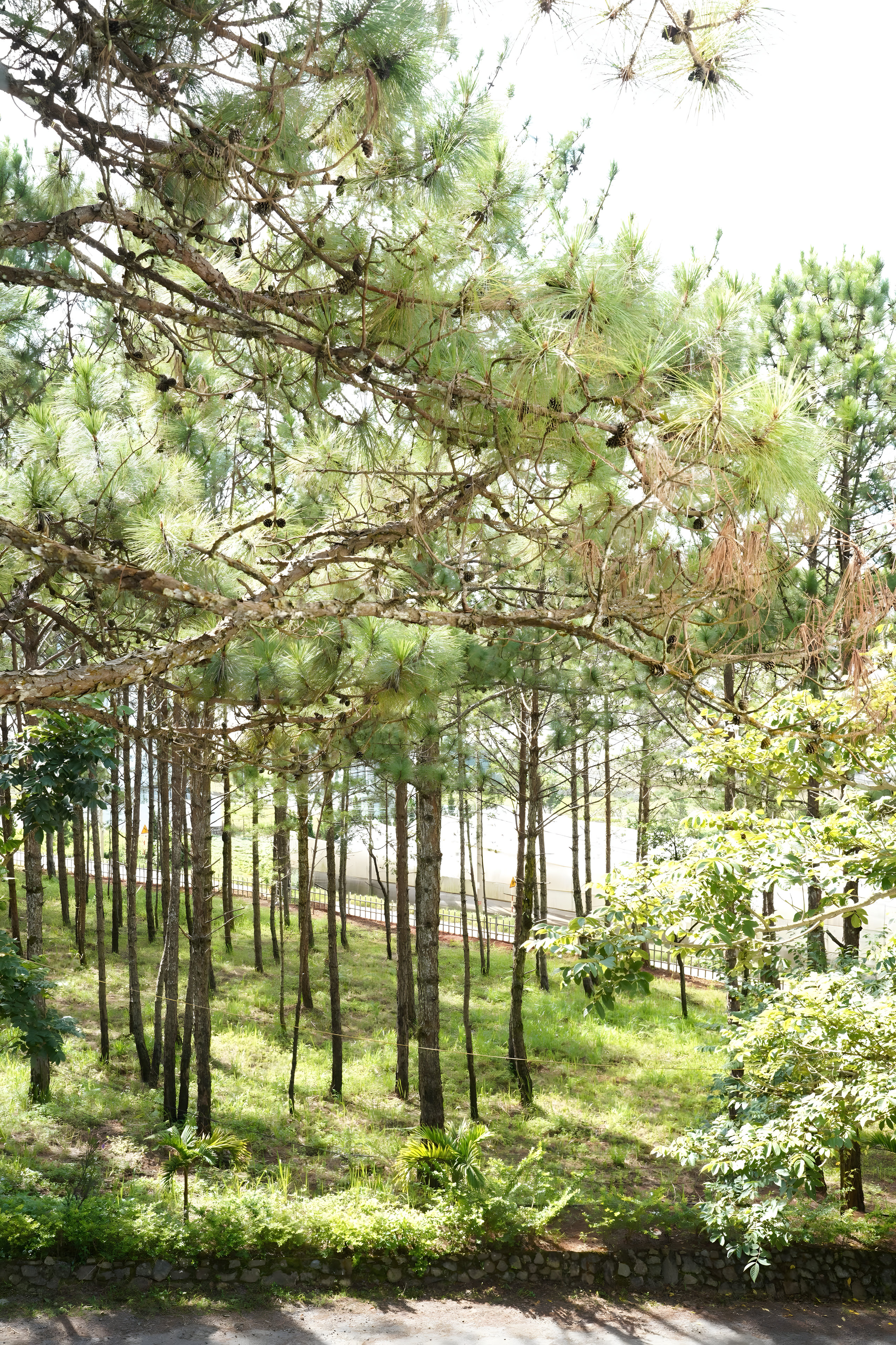 Lối đi trong rừng thông tại GIA AN Hotel Dalat